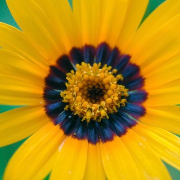 Meet your Posher! - Picture 1 of 1